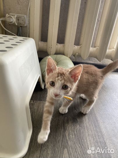 Котенок в добрые руки