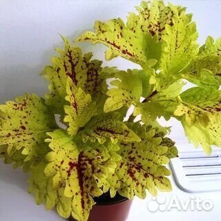 Колеус аватар и Пеле