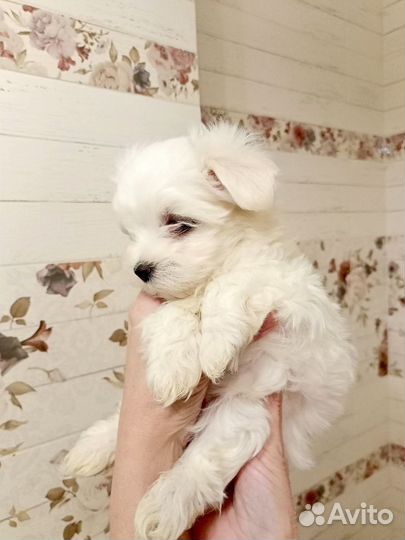 Мальтийская болонка