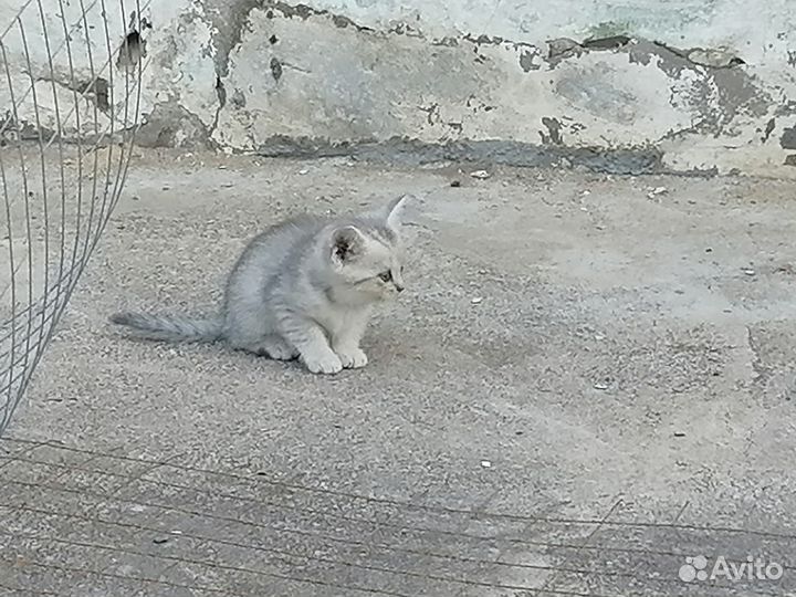 Шатланские котята