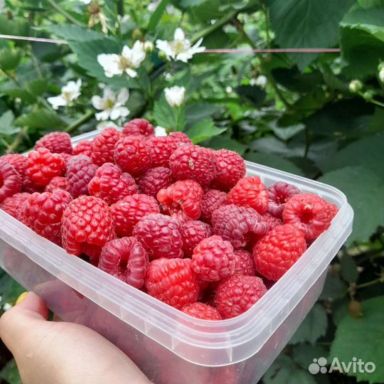 Малина ягоды свежая