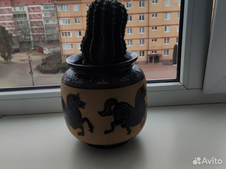 Кактус в горшке