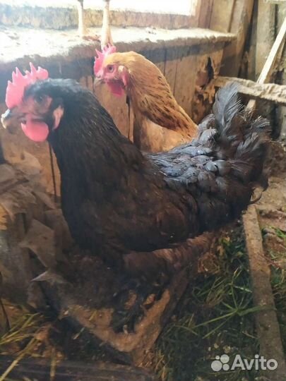 Яйцо кур на инкубацию