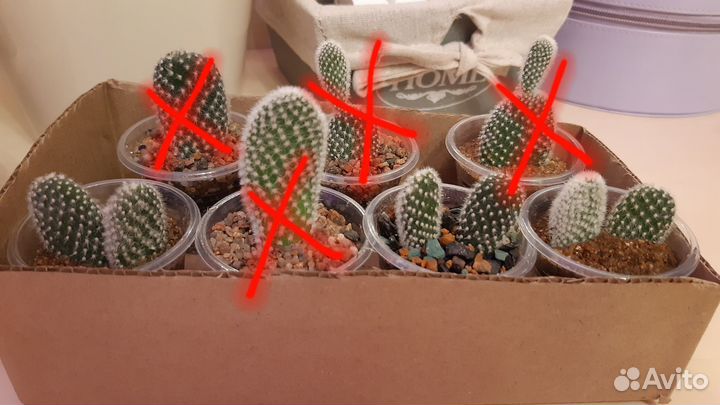 Кактус опунция