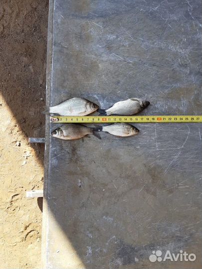 Карась для пруда и живец для рыбалки