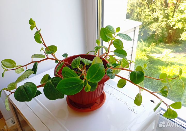 Цветок комнатный пеперомия
