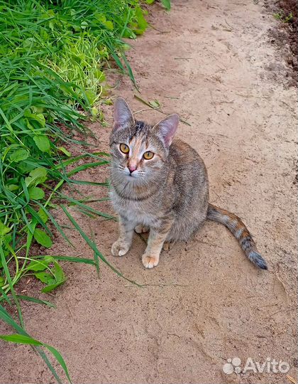 Котёнок-девочка(4,5 мес.)смесь с бенгалом