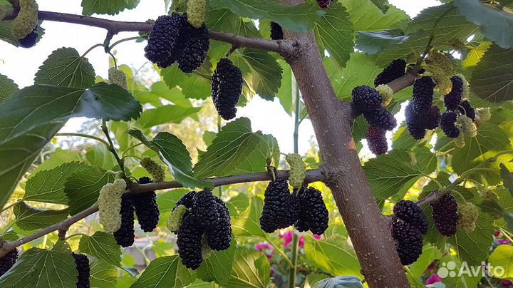 Шелковица черная среднерослая 