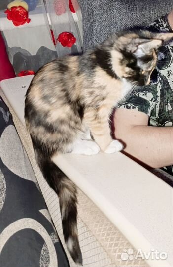 Отдам котенка в добрые руки