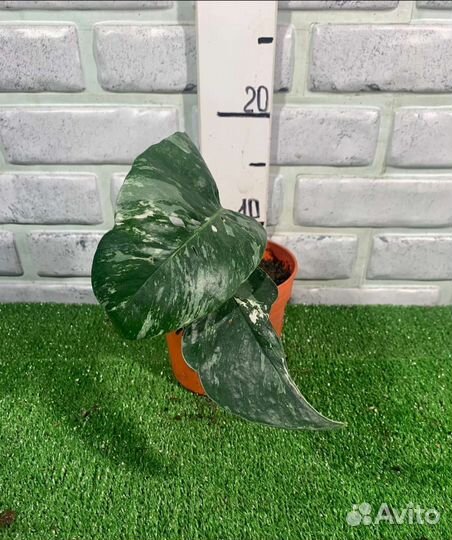 Сциндапсусы сортовые из питомника