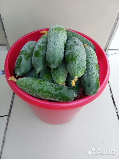 Огурчики дачные