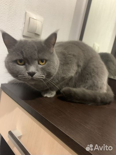 Британский кот в добрые руки