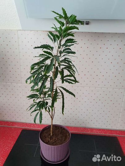 Дизиготека растение комнатное