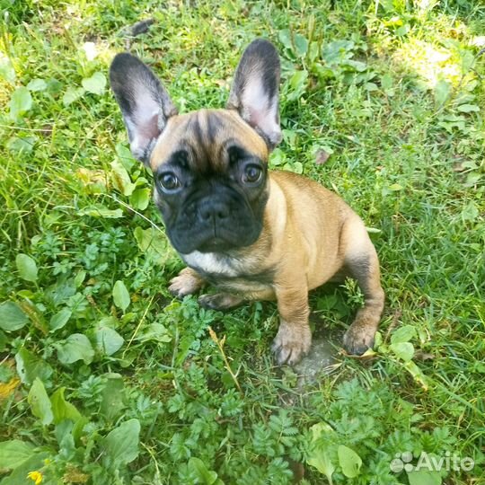 Французский бульдог