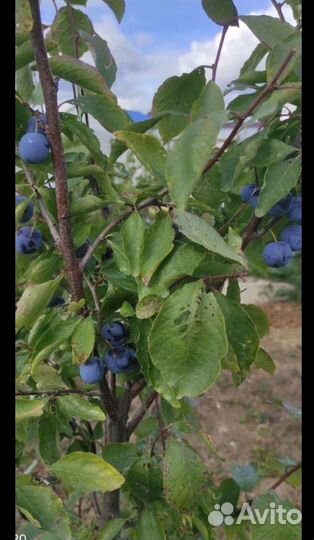 Тёрн саженцы