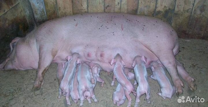 Поросята ландрас