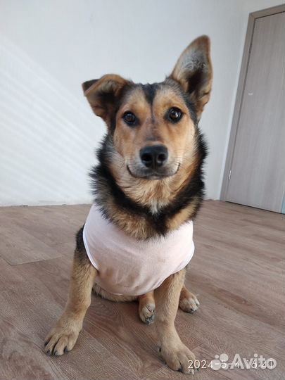 Собака 6 мес