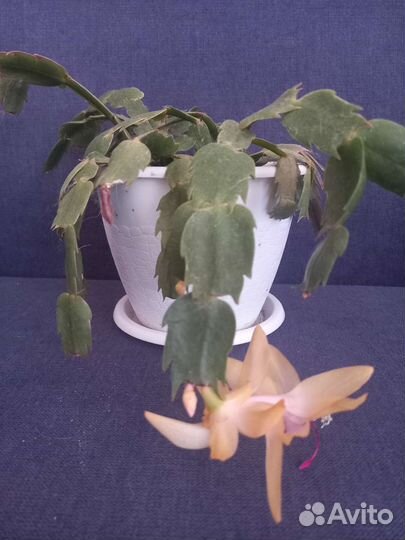 Декабрист цветущий