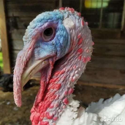 Мясо домашней птицы