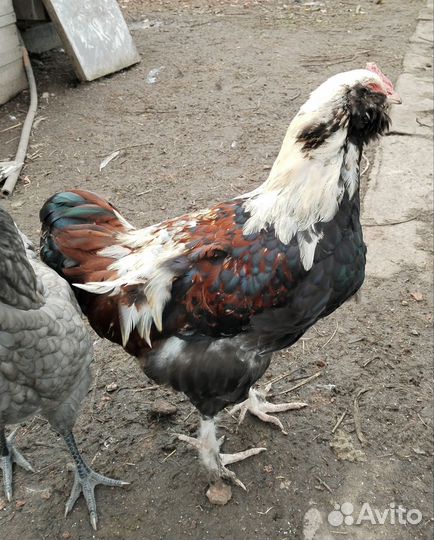 Петух Фавероль