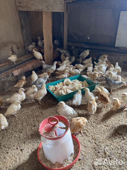 Индюшата, цыплята