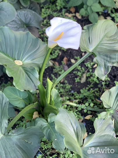 Калла эфиопская белая