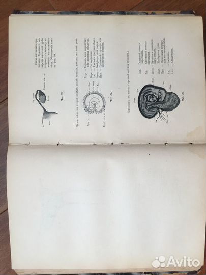 Половой вопрос, Августа Фореля, 1907