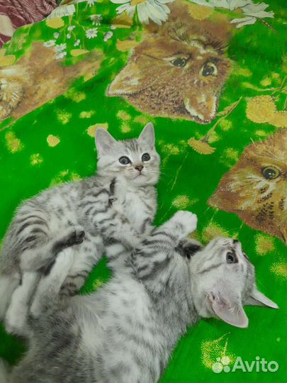 Шотландские котята