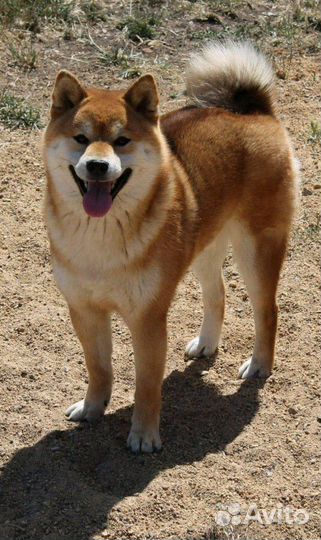 Кобель шиба ину(сиба) для вязки