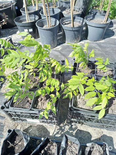 Глициния фиолетовая