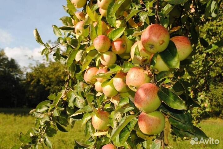 Саженцы яблони Яблочный спас