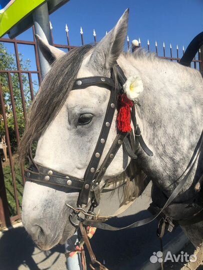 Лошадь жеребец