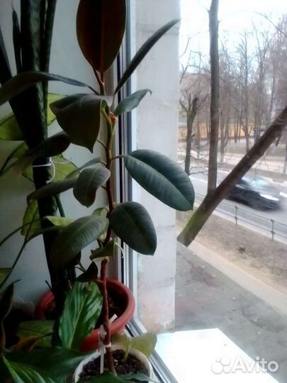 Фикус каучуконосный