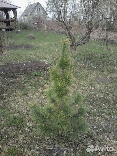 Саженцы сибирского кедра