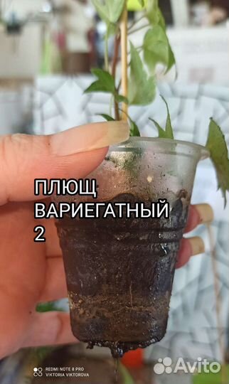 Плющ вариегатный