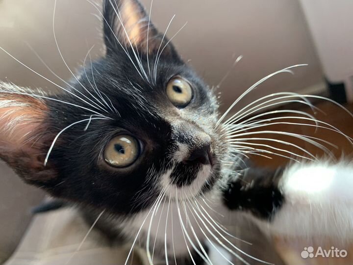 Чудесный котенок в добрые руки)