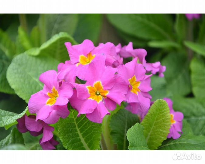 Примула высокая Rosea