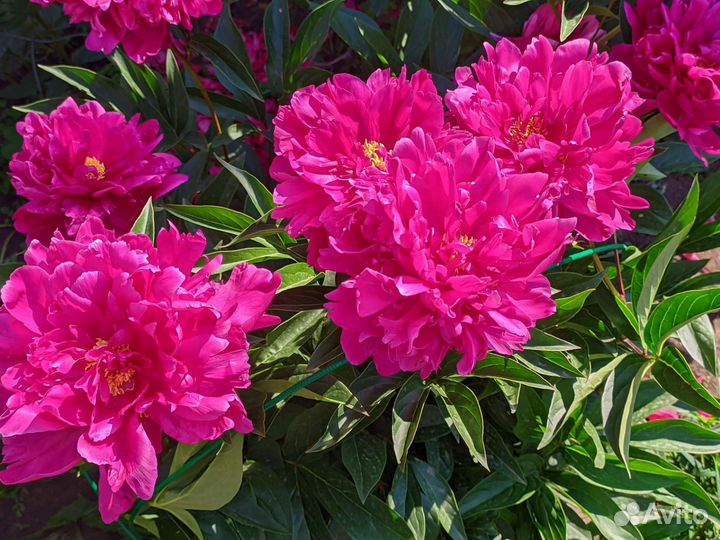 Набор из 3х сортов пионов