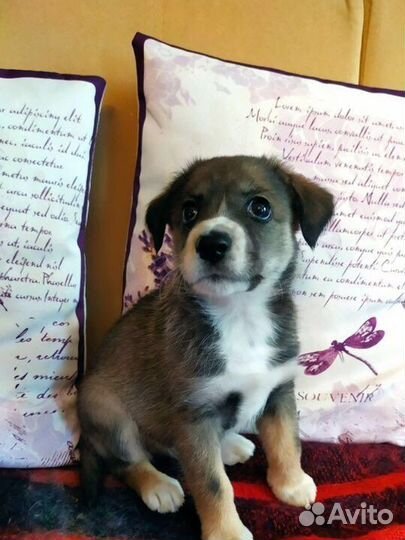 Щенок Ника, не будет крупная