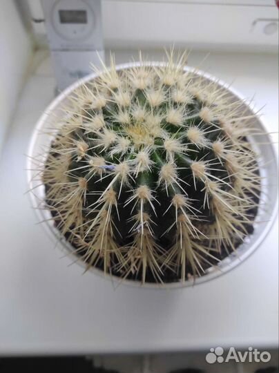 Кактус эхинокактус