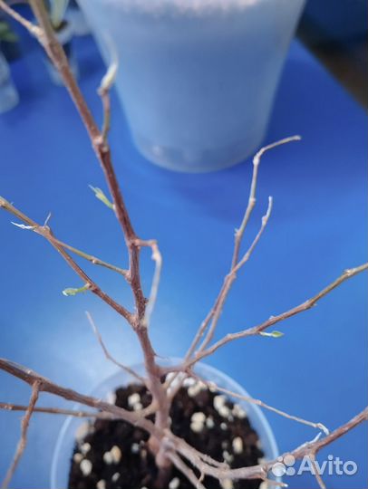 Фикус бенджамина