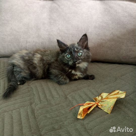 Котята сибирской кошки