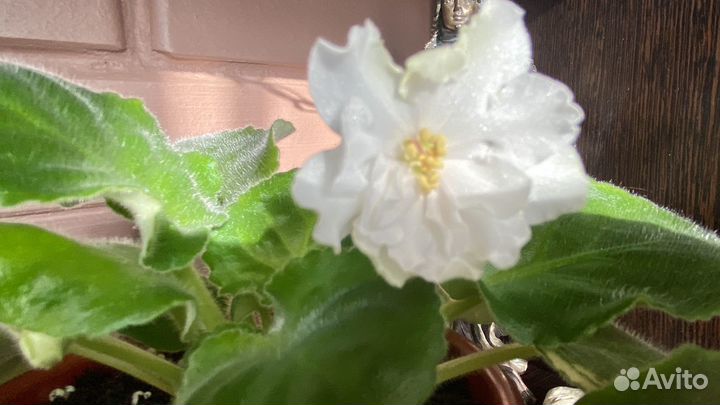 Сортовые фиалки