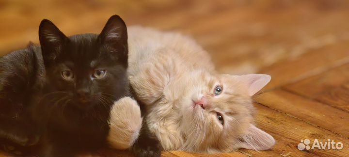 Котята в добрые руки бесплатно