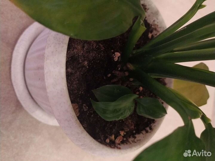 Спатифиллум сортовой