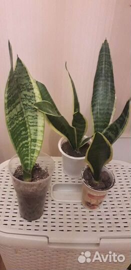 Сансевиерия