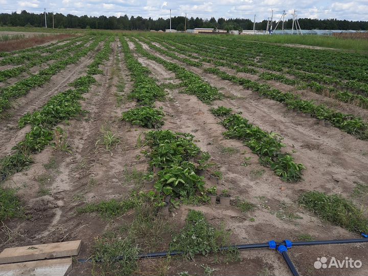 Работница без опыта