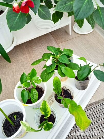 Комнатные растения цветы