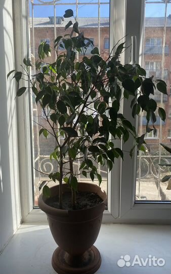 Фикус Бенджамина большой