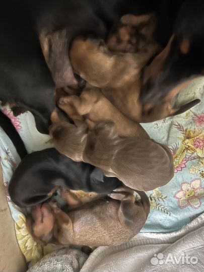 Щенки таксы